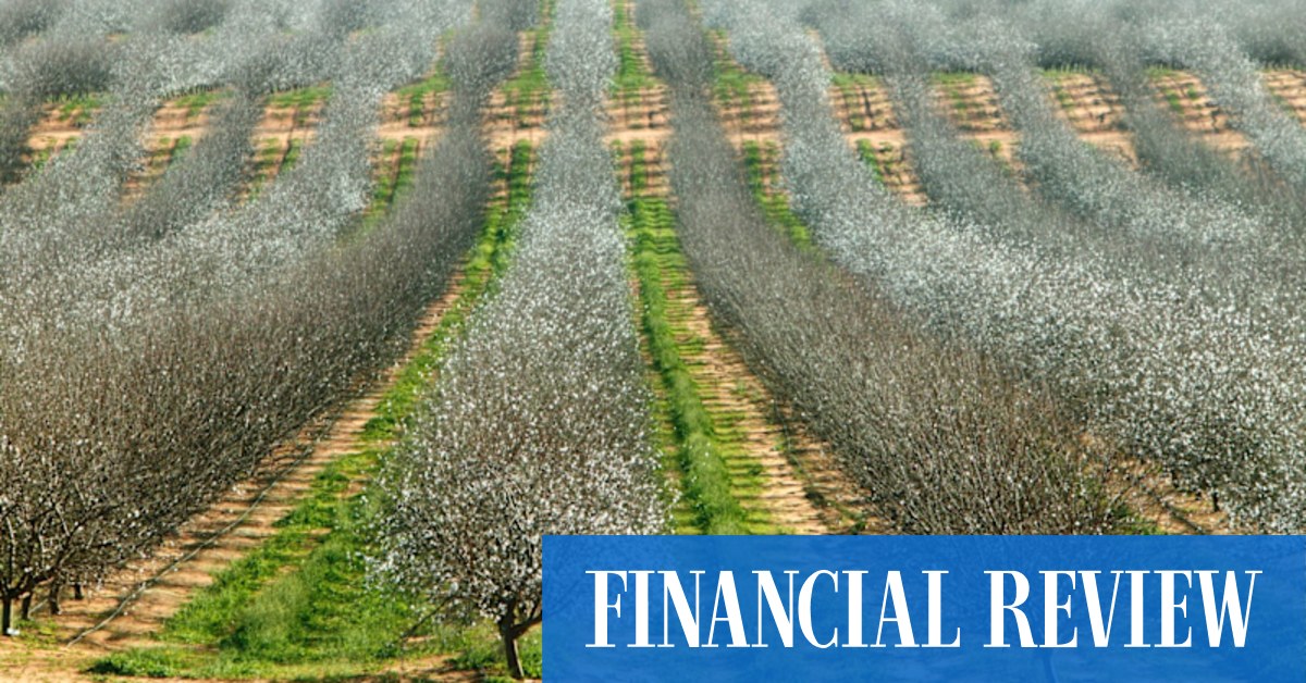 Aussie almond orchards on the block as Cibus prepares to harvest gains