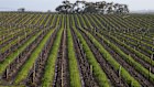 Accolade Wines makes commercial wine brands including Hardys, Banrock Station and St Hallett.