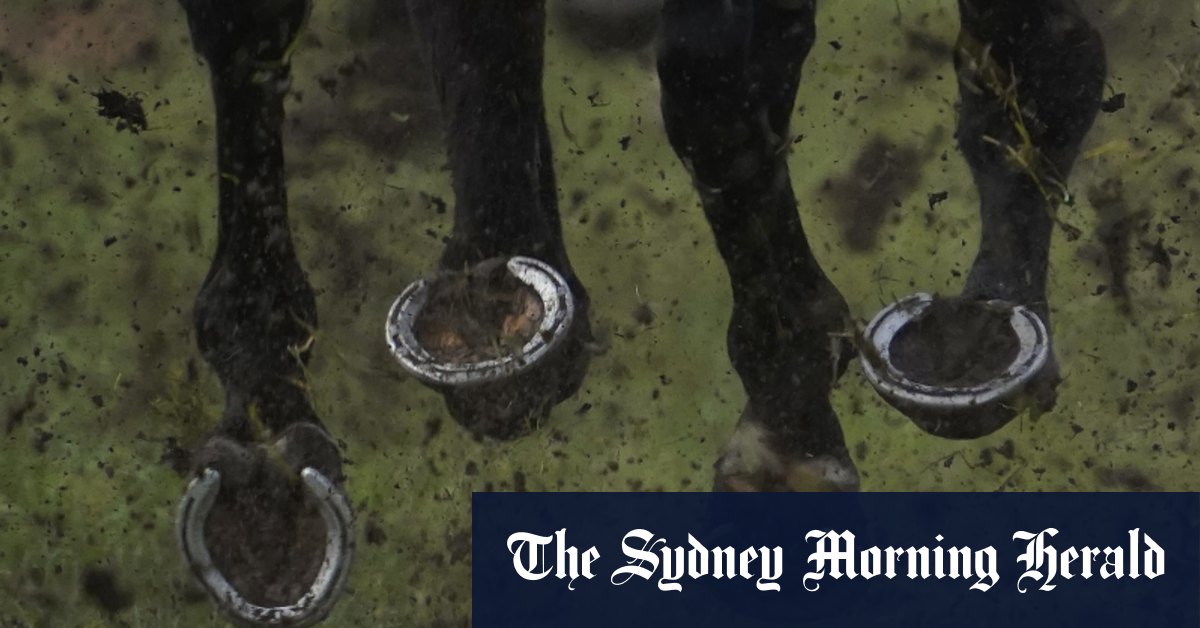 Trainer fined after wrong horse saddled to line up in country race
