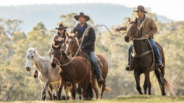 'The biggest adrenalin rush': Call to save brumby-catching heritage