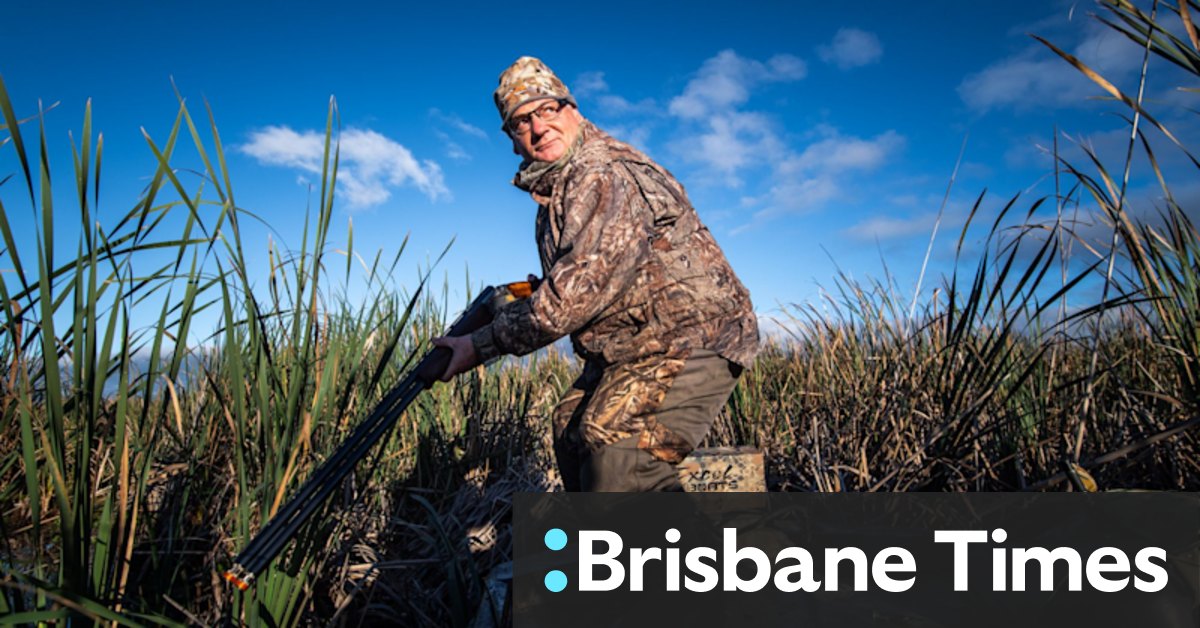 Duck hunting Victoria: Hunters will be banned from using lead shot on quails - Vimarsana News