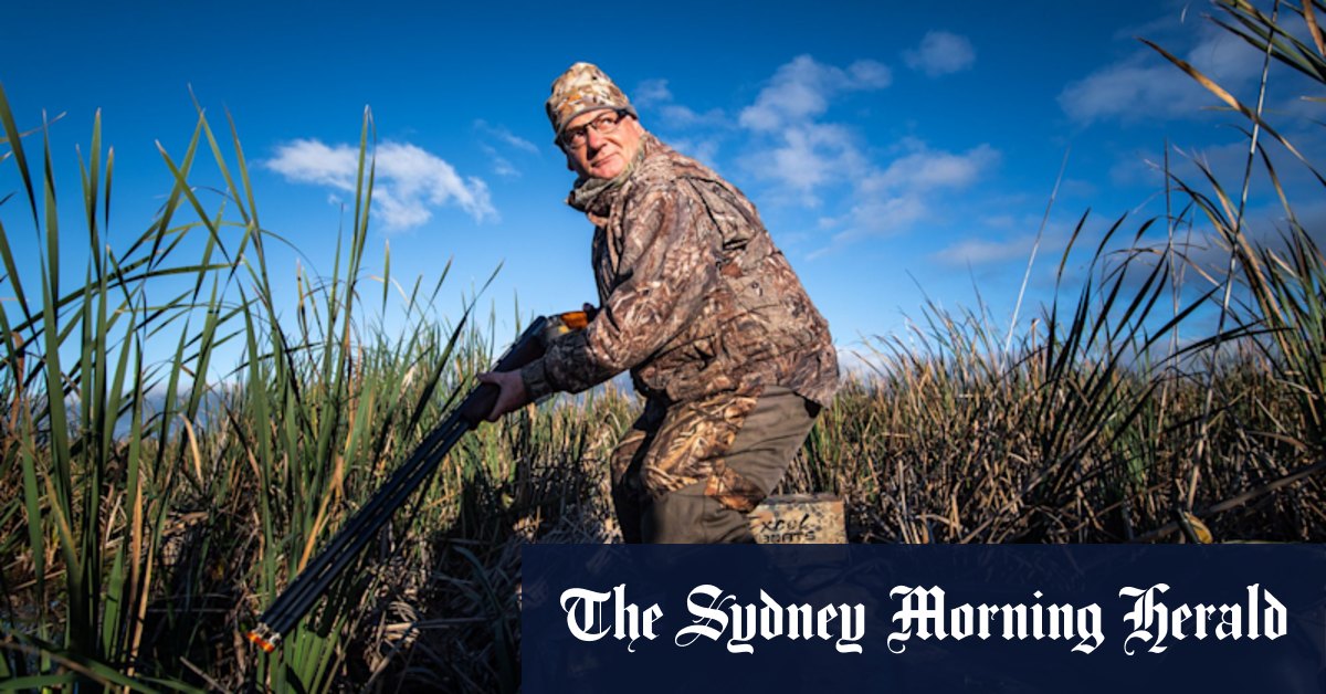 Duck hunting Victoria: Hunters will be banned from using lead shot on quails - Vimarsana News