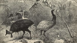 Representation of Australian birds and animals, engraved on Queensland wood, 1886 Colonial and Indian Exhibition, London, United Kingdom, engraving by John Greenaway from The Illustrated London News, vol 89, no 2471, August 28, 1886. Representation of Australian birds and animals, engraved on Queensland wood, 1886 Colonial and Indian Exhibition, London, United Kingdom, engraving by John Greenaway from The Illustrated London News, vol 89, no 2471, August 28, 1886.