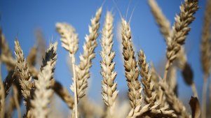 Russia’s invasion of Ukraine is driving up wheat prices. The two countries together contribute one quarter of the world’s wheat supplies. 