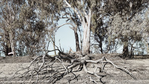 The severe drought affecting the Murray Darling Basin is making the finalisation of important river management plans difficult, the NSW government says.