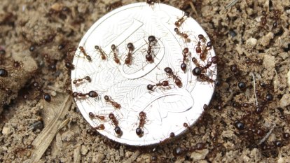 Reports of fire ant nests in Brisbane soar in recent years