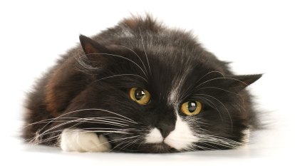 Feline stress: what’s my cat got to worry about?