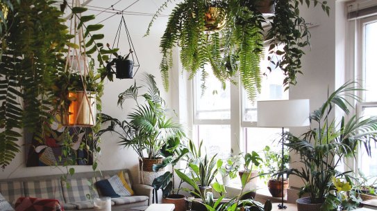 Indoor plants