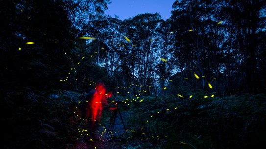Blue Mountains Fireflies blink through a bracken filled gully at Burralow Creek. The bioluminescant insects appear at this time of year particularly on warm nights.