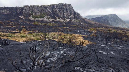 Unprecedented bushfires in 2016 torched Tasmania's World Heritage area and killed species which were not adapted to fire, including pencil and king billy pines and cushion plants. 