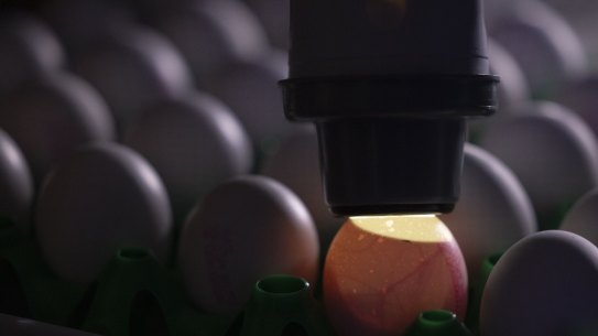 An egg is examined to check its suitability for injecting it with a sample of the H5N1 bird flu virus during a demonstration in a laboratory at The Pirbright Institute in the UK last year.