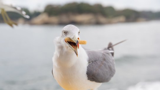 Seagulls in the workplace won’t steal your chips, but they can be just as annoying.