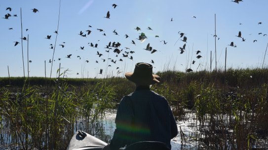Professor Richard Kingsford wades into an Ibis colony in the Macquarie Marshes. A flood has brought a breeding event which includes many species of water birds. Photo Nick Moir 16 nov 2016