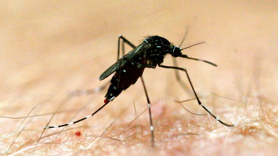 The Japanese encephalitis virus is mosquito-borne. 