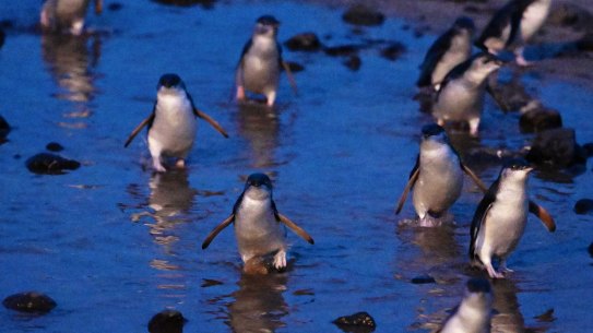 Phillip Island is known for its stunning beaches – from the spectacular and treacherous open coastline at Cape Woolamai to the placid waters of Western Port at Cowes.