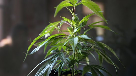 There will be no household limit on number of legal cannabis plants
