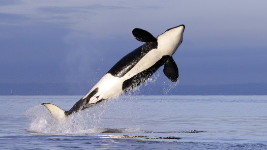 A female resident orca whale breaches while swimming in Puget Sound near Bainbridge Island, Washington.