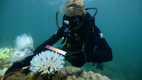 Australians the frogs in the saucepan as world warms up