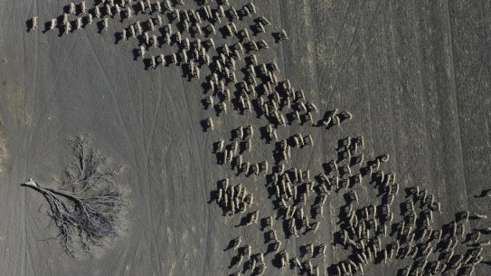 Sheep on a drought-parched property near Moree. ABARES has warned the national flock will fall to its smallest size since 1904 this year.