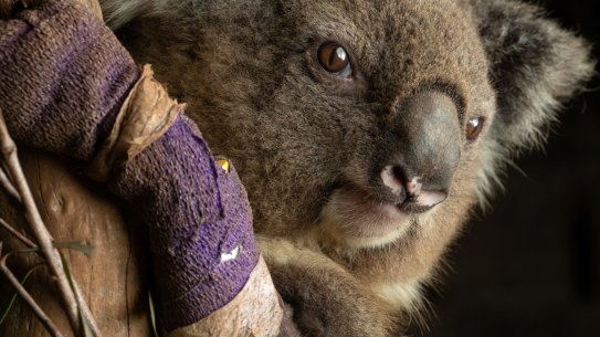 One of the lucky ones: a female koala recovers in the Native Wildlife Rescue Centre in Robertson, eastern NSW after being rescued from a drought-affected forest.