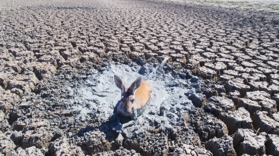 A kangaroo stuck in the drying mud in the drainage canal of Lake Cawndilla , one of the four lakes of the Menindee Lakes.
