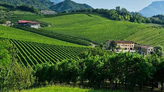 Prosecco vineyards, northern Italy.