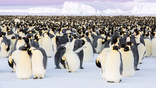 The Emperor penguin colony in Antarctica’s Atka Bay.