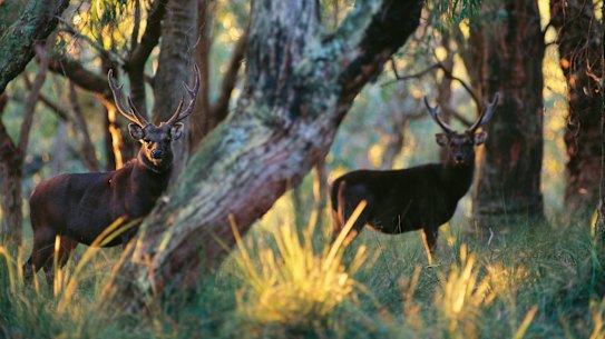 Male deer become extremely aggressive during the mating season, known as rutting, in the autumn months.