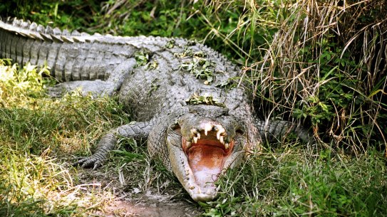A crocodile on the banks of the Daintree River.