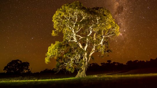Grandfather Tree that is the companion of the Birthing tree or Grandmother tree. 