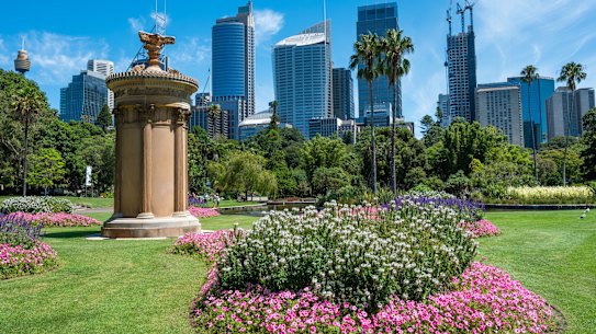 The grass at the Royal Botanic Gardens in Sydney has "never looked so good".