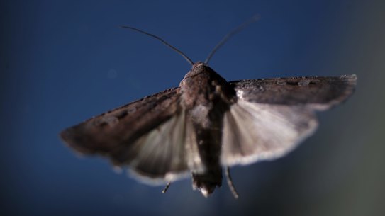 Bogong moths are a staple food for the endangered mountain pygmy possum but their numbers have had a catastrophic decline following drought.