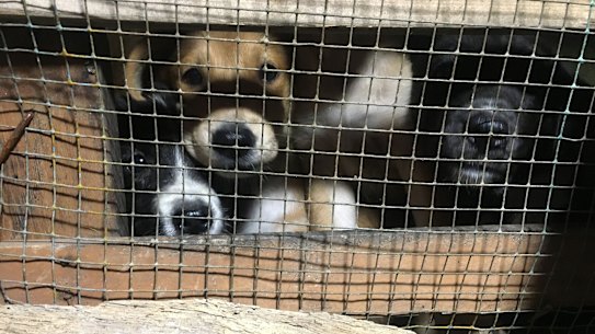 The Dog Meat-Free Indonesia coalition has uncovered the brutal actions of dog-meat traders in Solo, Central Java.