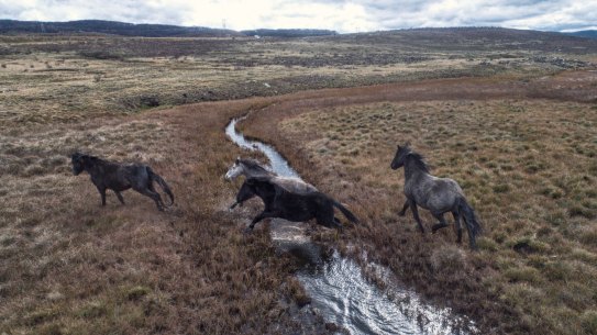 Feral horses damaging the waterways along the Eucumbene River, north of Kiandra.