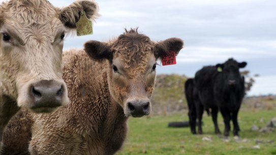 Both the Australian and UK parliaments have to approve the FTA this year. 