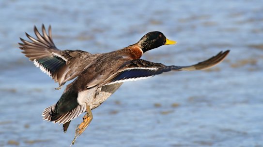 This year's duck hunting season is under a cloud. 