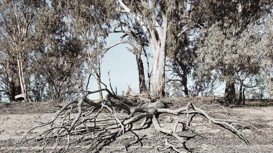 The severe drought affecting the Murray Darling Basin is making the finalisation of important river management plans difficult, the NSW government says.