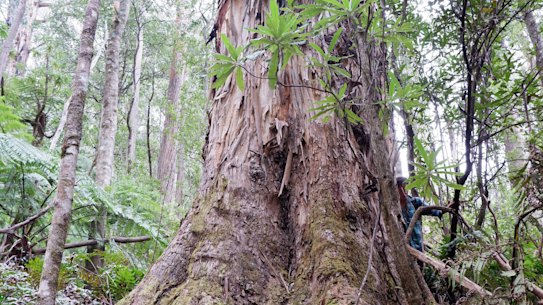Logging of native forests in Victoria will end by 2030.