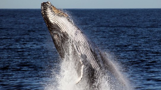 'Significant step': NSW government unveils Sydney marine park plan