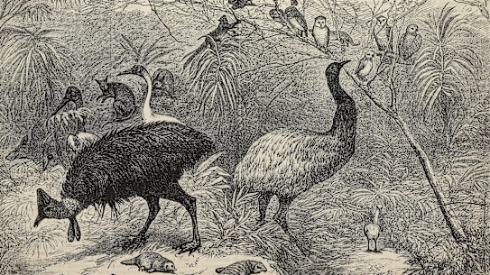 Representation of Australian birds and animals, engraved on Queensland wood, 1886 Colonial and Indian Exhibition, London, United Kingdom, engraving by John Greenaway from The Illustrated London News, vol 89, no 2471, August 28, 1886. Representation of Australian birds and animals, engraved on Queensland wood, 1886 Colonial and Indian Exhibition, London, United Kingdom, engraving by John Greenaway from The Illustrated London News, vol 89, no 2471, August 28, 1886.