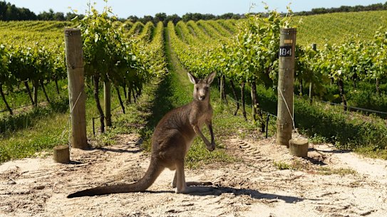 Rural Funds Group owns more than $900 million worth of agricultural assets including vineyards leased to Treasury Wine Estates. 