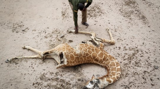 Mohamed Mohamud, a ranger from the Sabuli Wildlife Conservancy, looks at the carcass of a giraffe that died of hunger near Matana Village, Wajir County, Kenya.