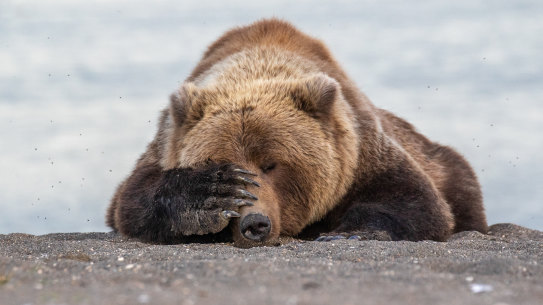 Bears hibernate. But economies and businesses are not built to do so.