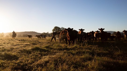 Cattle on a farm in NSW. Beef production is one of the contributors to land clearing in the state.