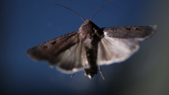 Bogong moths are a staple food for the endangered mountain pygmy possum but their numbers had a catastrophic decline following drought.