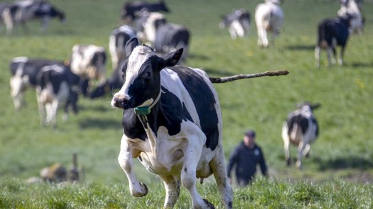 Parking inspectors are well-trained to wrangle cattle. 