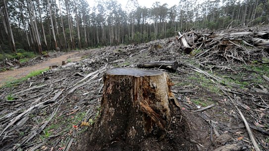 Logging in Victoria's Central Highlands