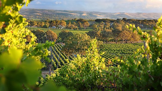 McLaren Vale, no sul da Austrália, é uma região vinícola com belos vinhedos. McLaren Vale, no sul da Austrália, é uma região vinícola com belos vinhedos. Imagem da iStock baixada para a conta da equipe Good Food (entre em contato com a distribuição para obter permissões de reutilização).