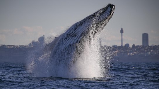 A humpback whale breaches off the coast of Sydney last week.
