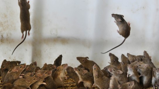 The mice plague has been devastating for parts of inland NSW and may last a while yet.